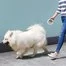 Поводок для собак Xiaomi Moestar UFO 2 Plus Retractable Leash 3м Gray EU 2