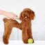 Машинка для стрижки собак Xiaomi Pawbby Pet Shaver MG-HC001 4