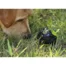 Мячик для собак Xiaomi Youpin Dog Leakage Food XT28-5001 3