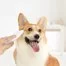 Триммер для питомцев Xiaomi Pawbby Dog Cat Local Shaver MG-FP001A 3